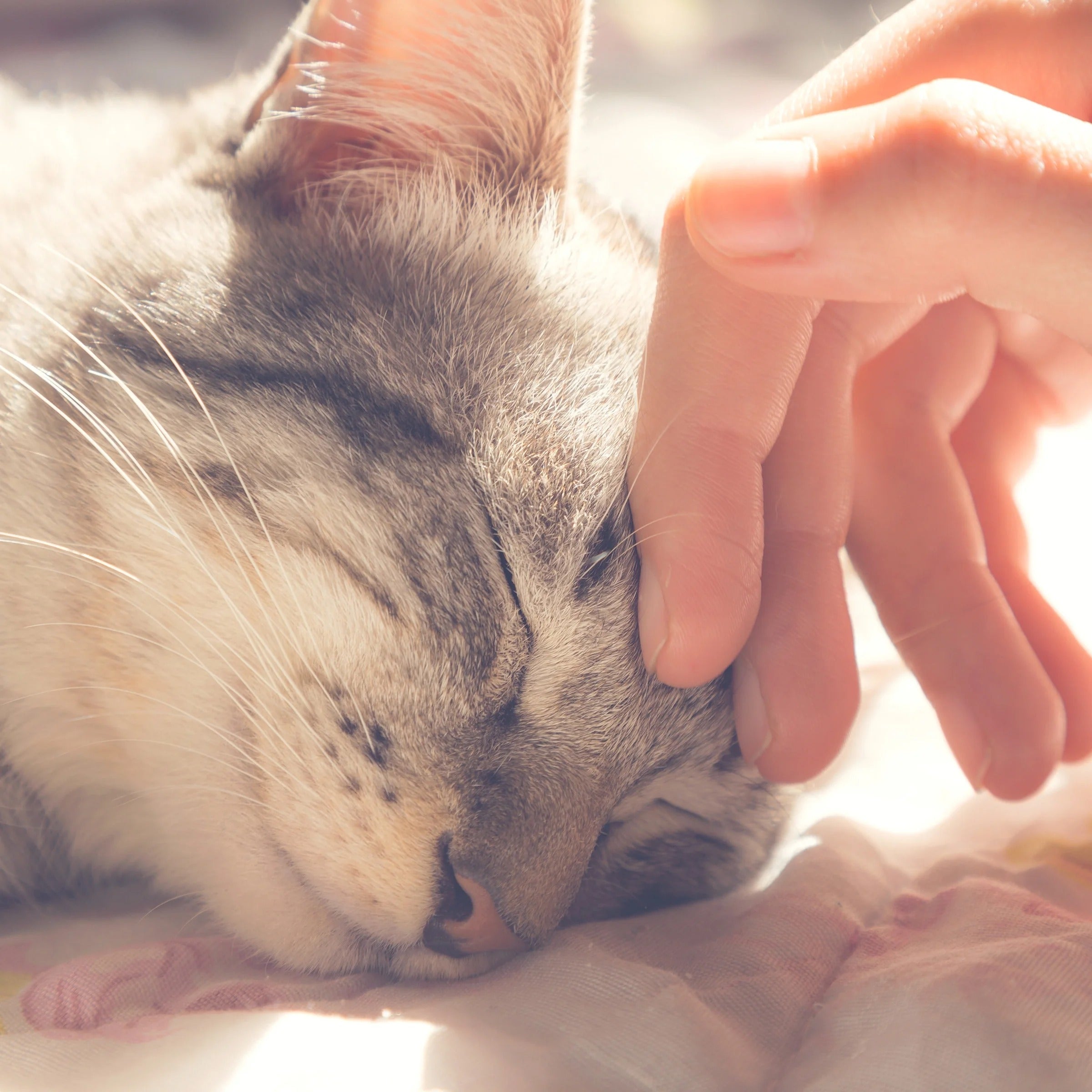 Dark Brown Plush Enclosed Cat House with Removable Cushion, Foam Pet Cave Bed for Kittens and Small Dogs up to 16lbs