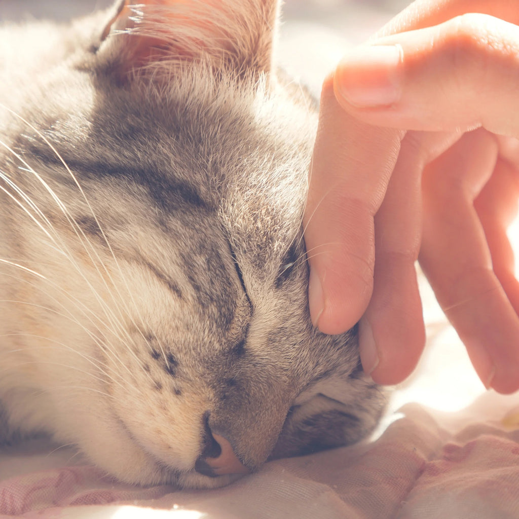 Gray Small Animal Cat House for Rabbits, Guinea Pigs, and Other Small Pets, Plush Indoor Pet Hideout Bed