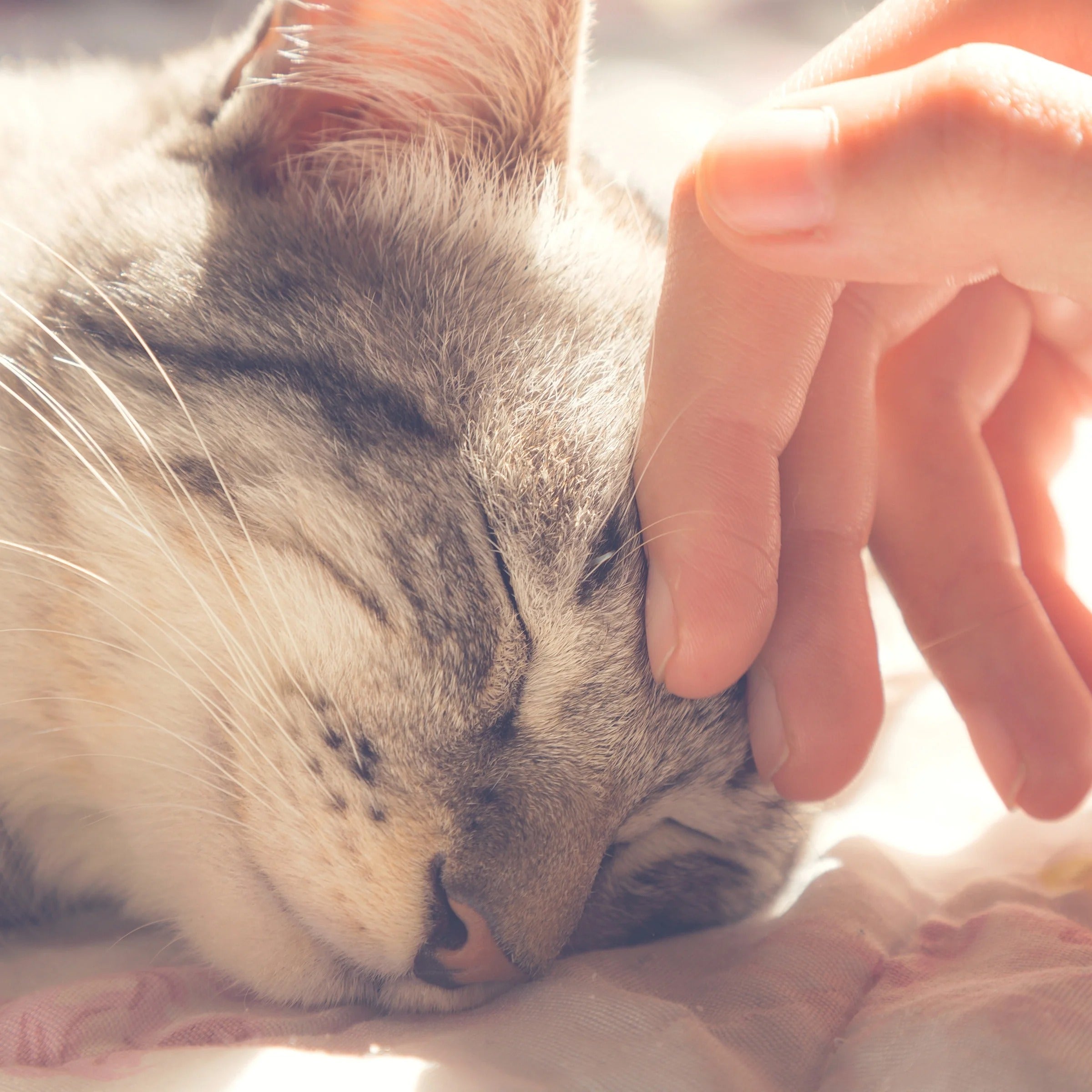 Blue Plush Cat House for Kittens, Rabbits, and Small Animals, Indoor Cozy Hideout Bed for Cats and Small Pets