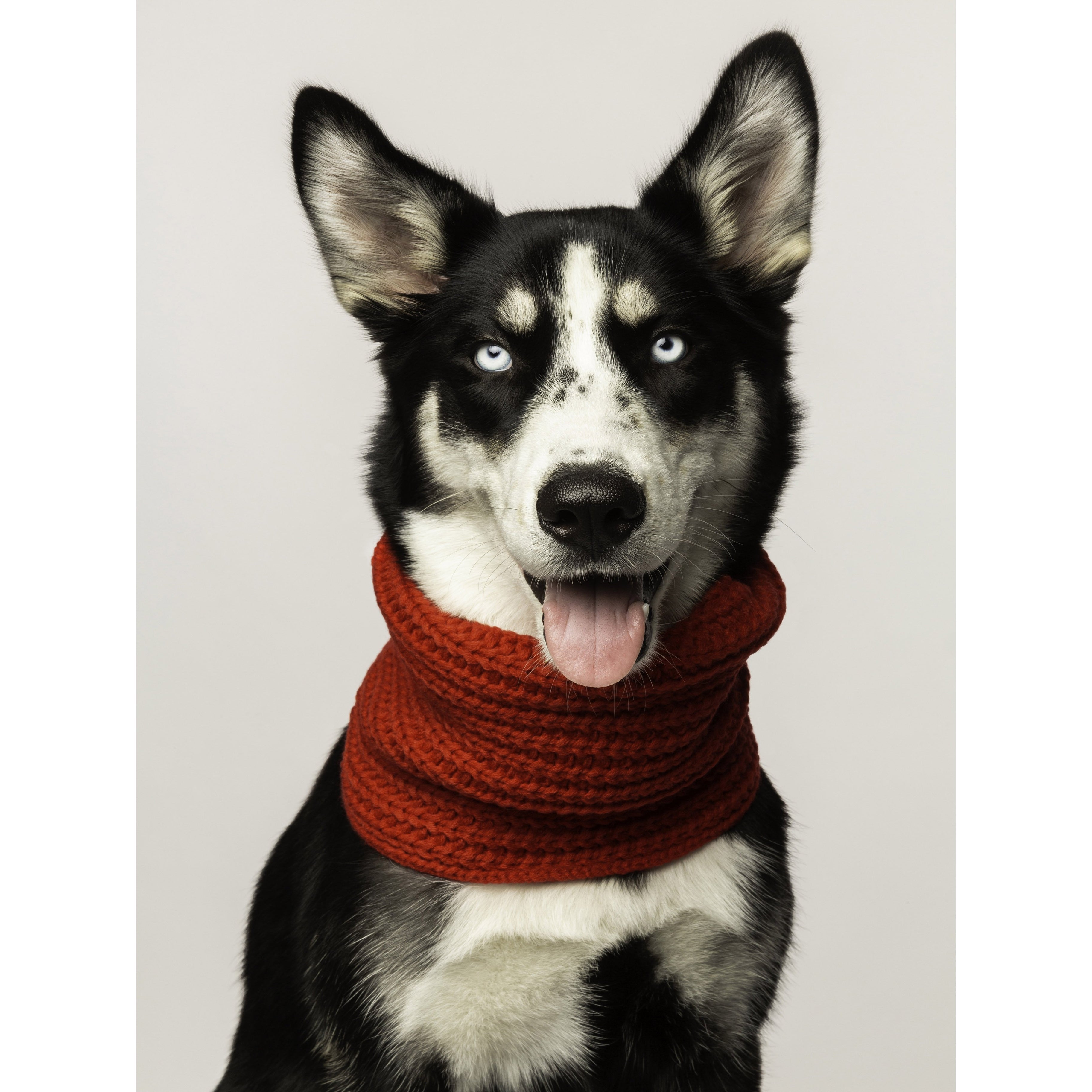 Dog Infinity Scarf - Red