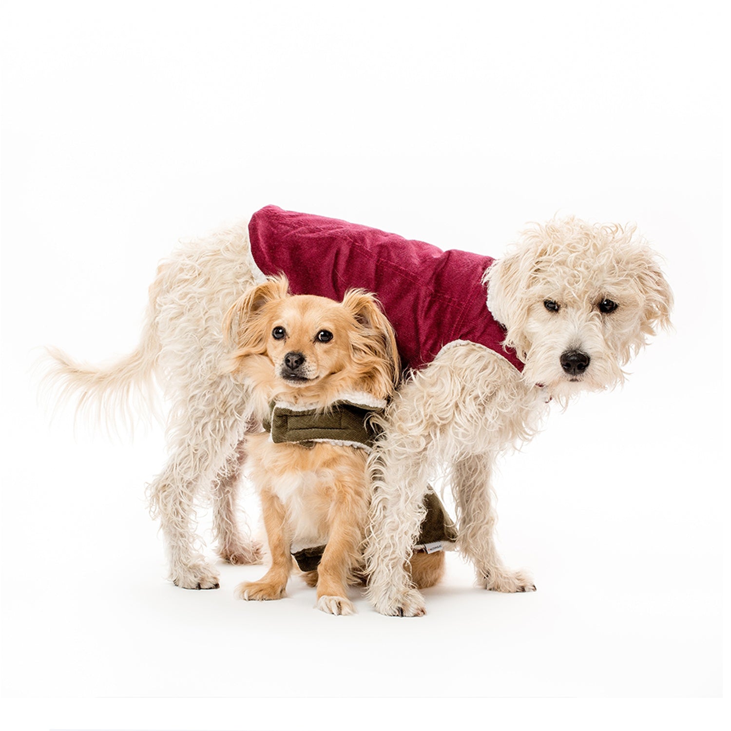 Modern Classic Coat - Merlot Corduroy