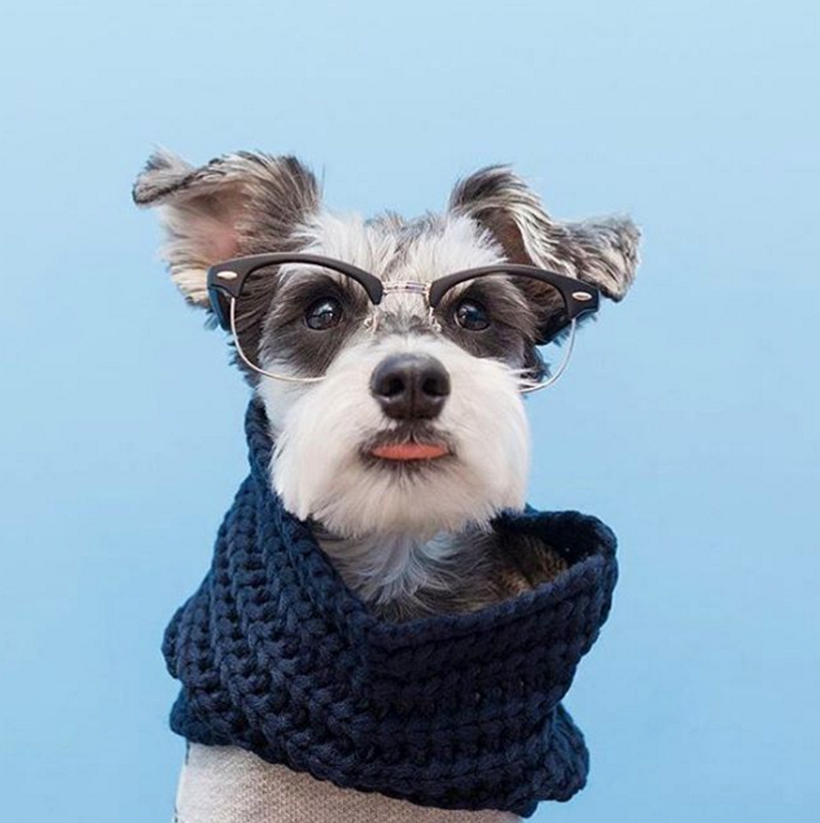 Dog Infinity Scarf - Navy