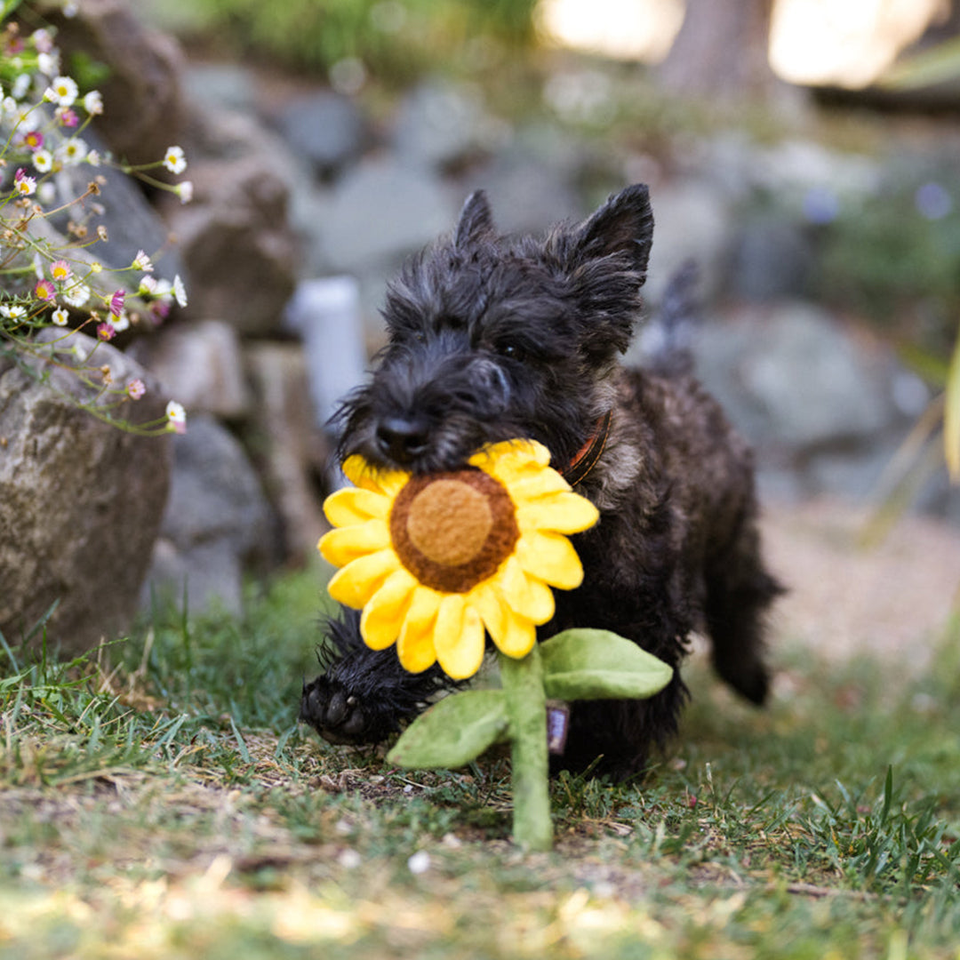 Sassy Sunflower Plush Dog Toy